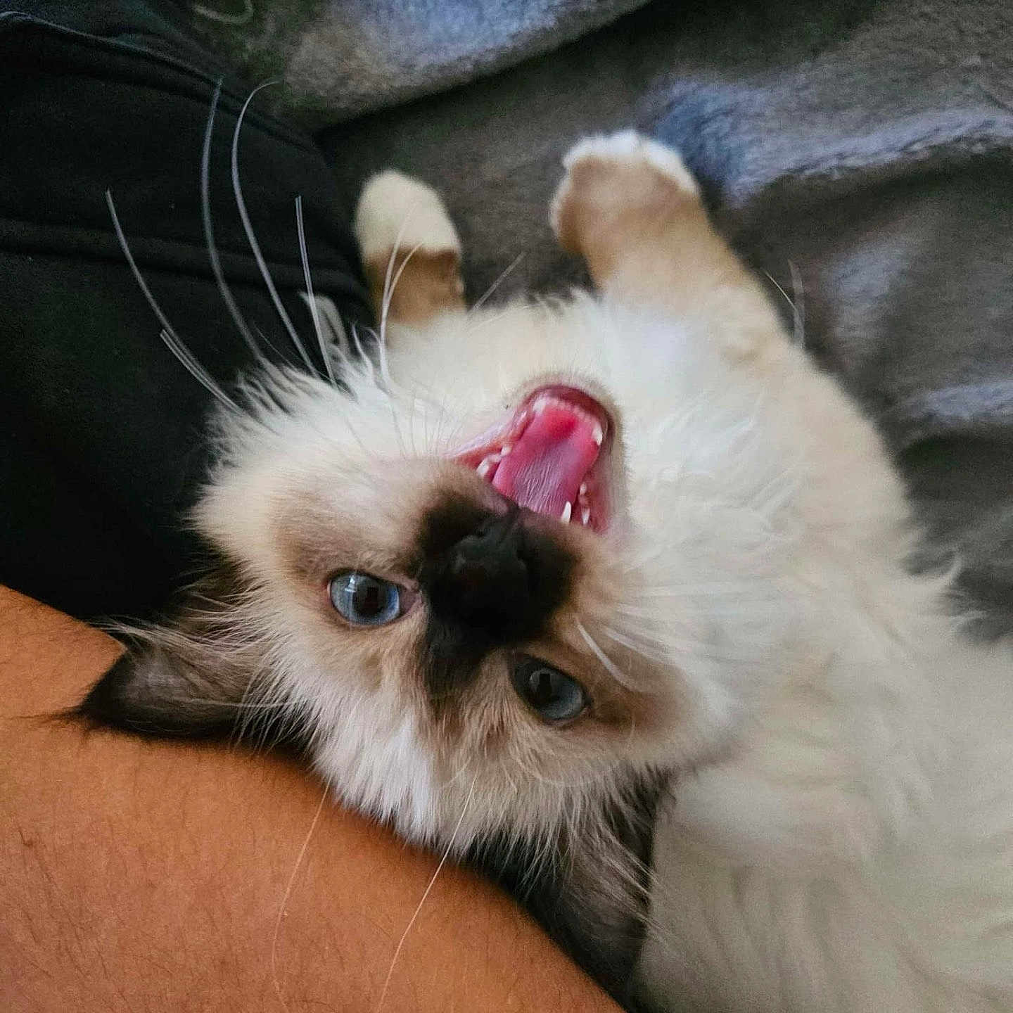 Uko participe au concours pour gagner de l'argent avec cette photo : angora, animal, blanket, bodypart, canine, cat, dog, face, head, kitten, mouth, person, pet, photography, portrait, puppy, siamese, sleeping, teeth, tongue