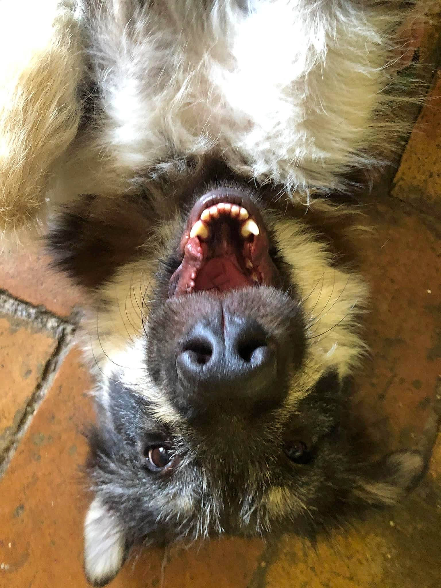 Gypsie participe au concours pour gagner de l'argent avec cette photo : canidae, carnivore, claw, companion_dog, dog_breed, fang, foot, fur, jaw, liver, paw, primate, shout, snout, sporting_group, terrestrial_animal, toe, whiskers, wildlife, yawn