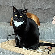 Moonshine is registered to the contest to win money with this photo: cat, black_cat, white_chest, wooden_tray, couch, gray_couch, dog, brown_dog, pet, indoor, furniture, relaxed, animal, domestic, cozy, tray, resting, companion, living_room, household