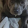 dog, puppy, gray_dog, pit_bull_type, animal, pet, portrait, close_up, lying_down, blanket, indoors, cozy, brown_background, front_view, floppy_ears, dark_fur, paws, eyes, nose, cute