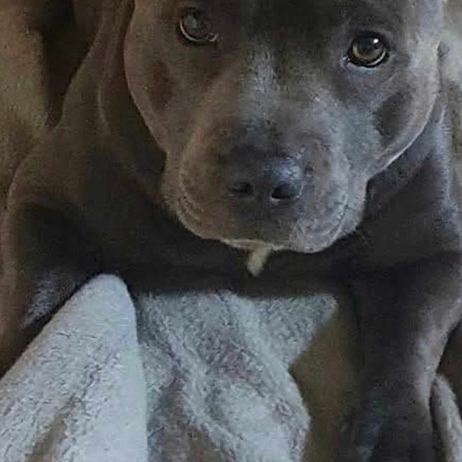 Paco a rejoint le concours — aidez-le/la à gagner de superbes lots ! dog, puppy, gray_dog, pit_bull_type, animal, pet, portrait, close_up, lying_down, blanket, indoors, cozy, brown_background, front_view, floppy_ears, dark_fur, paws, eyes, nose, cute
