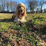 Radja participe au concours pour gagner de l'argent avec cette photo : dog, grass, stick, outdoor, field, trees, blue_sky, nature, canine, pet, sunlight, animal, chewing, fur, playful, daytime, leafless_trees, closeup, muzzle, landscape