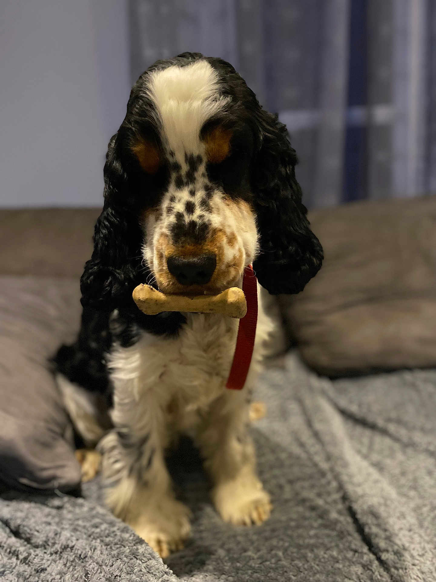 Yuki participe au concours pour gagner de l'argent avec cette photo : dog, bone, pet, indoor, collar, black_and_white, spots, fur, blanket, couch, cozy, sitting, animal, cute, companion, home, red_collar, portrait, furry, domestic