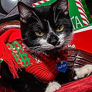 Mufasa is registered to the contest to win money with this photo: cat, cat_like_mammal, holiday, kitten, small_to_medium_sized_cats, snout, vertebrate, whiskers