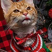 Simba is registered to the contest to win money with this photo: cat, cat_like_mammal, christmas, christmas_decoration, domestic_short_haired_cat, kitten, small_to_medium_sized_cats, snout, tabby_cat, whiskers