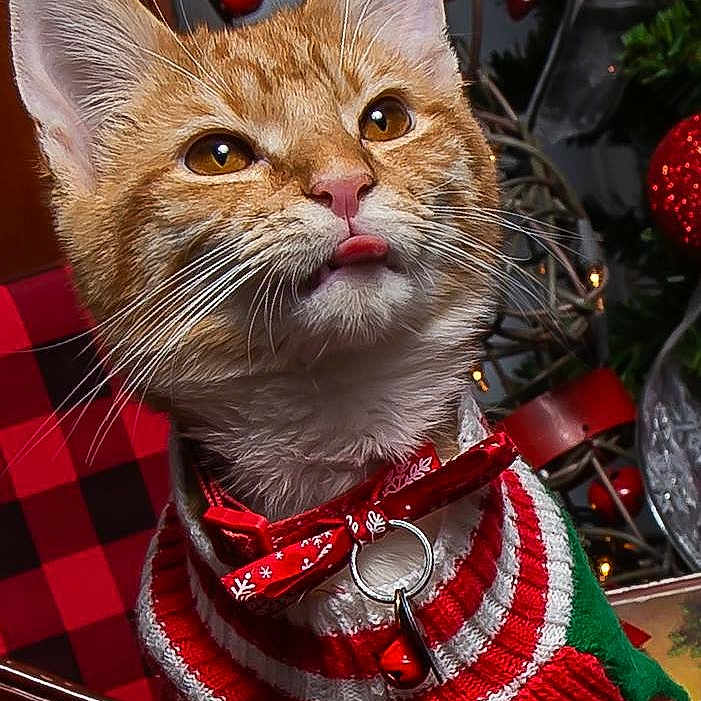Simba is registered to the contest to win money with this photo: cat, cat_like_mammal, christmas, christmas_decoration, domestic_short_haired_cat, kitten, small_to_medium_sized_cats, snout, tabby_cat, whiskers