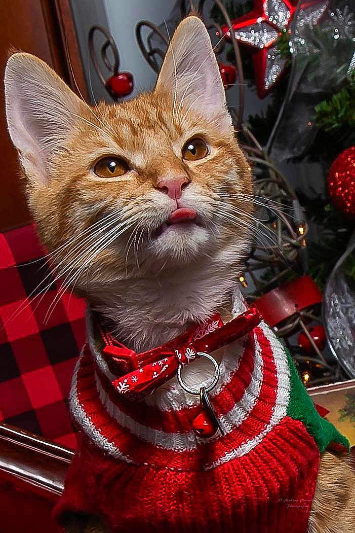 Simba is registered to the contest to win money with this photo: cat, cat_like_mammal, christmas, christmas_decoration, domestic_short_haired_cat, kitten, small_to_medium_sized_cats, snout, tabby_cat, whiskers