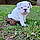 Marshmallow