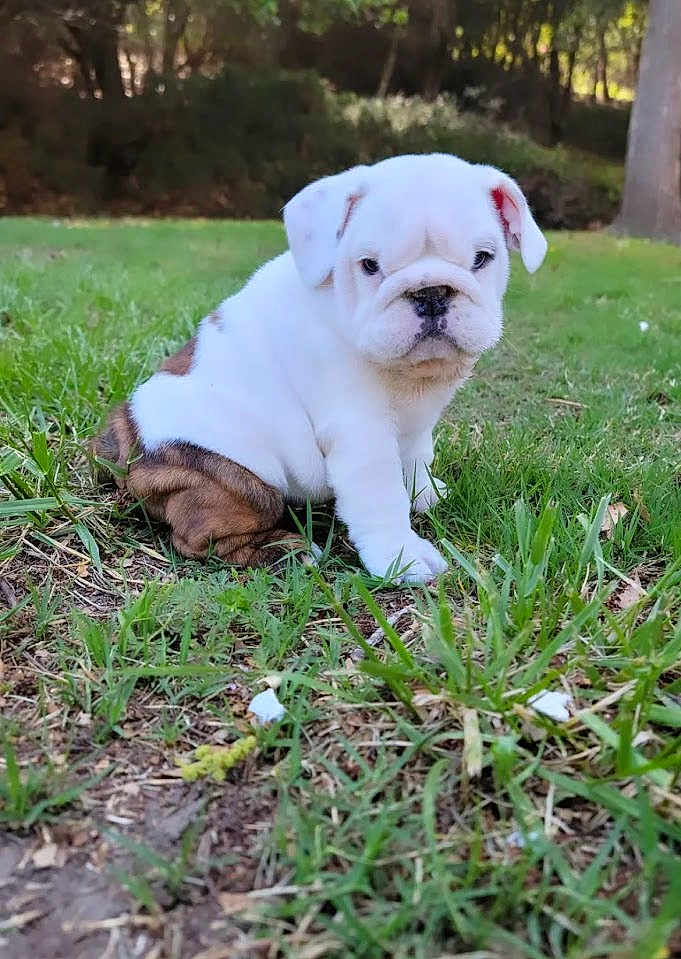 Marshmallow joined the competition — help win amazing prizes! puppy, bulldog, dog, grass, outdoor, nature, pet, cute, animal, young, sitting, fur, white, brown, expression, leaf, ground, park, small, canine