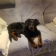 Platoon participe au concours pour gagner de l'argent avec cette photo : dog, black_dog, brown_dog, couch, sofa, pillow, indoor, pet, animal, relaxed, laying_down, fur, home, cozy, resting, canine, companion, blanket, floor, living_room