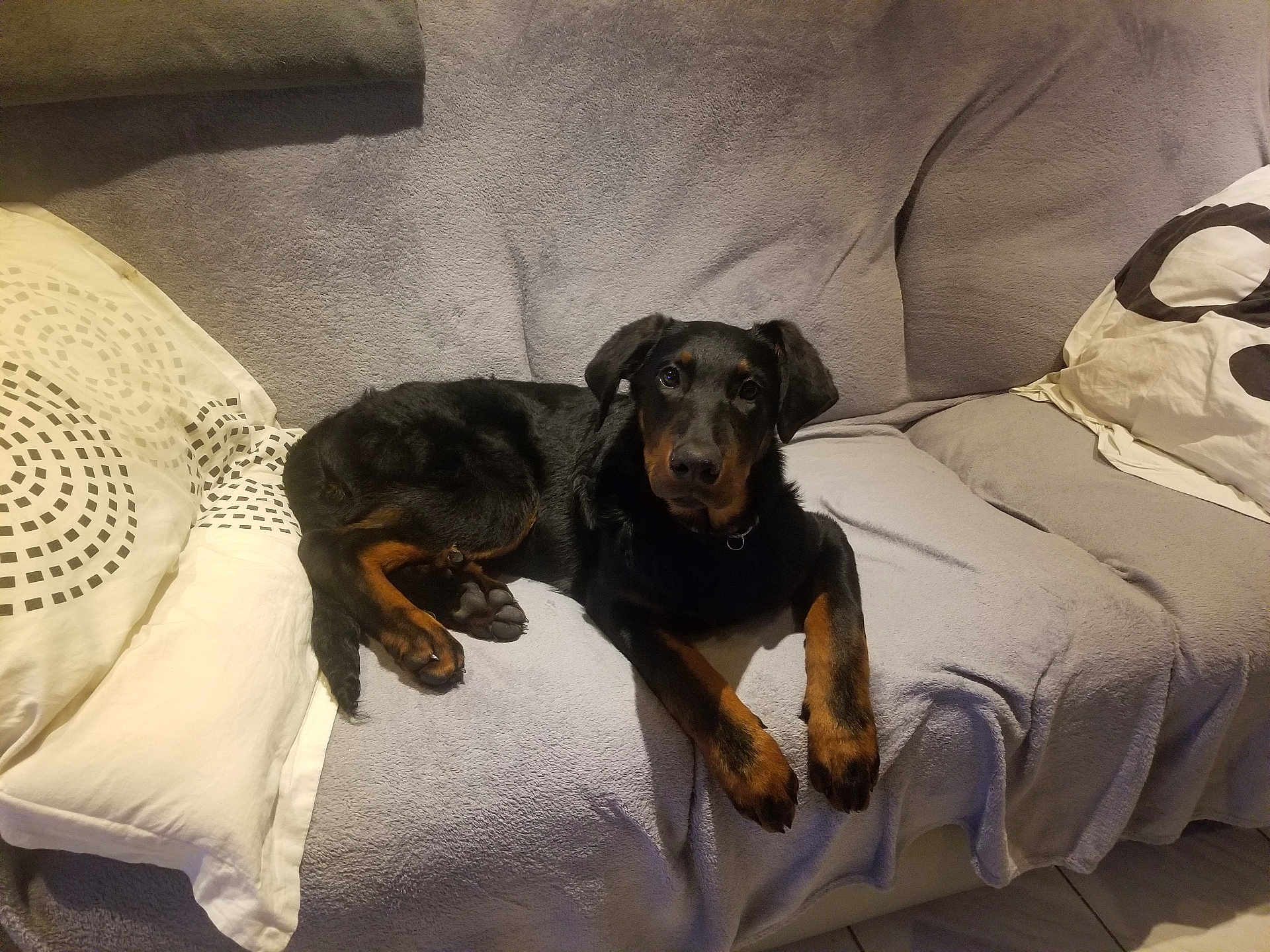 Platoon participe au concours pour gagner de l'argent avec cette photo : dog, black_dog, brown_dog, couch, sofa, pillow, indoor, pet, animal, relaxed, laying_down, fur, home, cozy, resting, canine, companion, blanket, floor, living_room