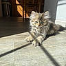 kitten, cat, pet, indoor, sunlight, wooden_floor, furniture, chair, table, shadow, curious, fluffy, young, animal, mammal, cute, relaxing, home, cozy, daylight