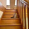 Azur a rejoint le concours — aidez-le/la à gagner de superbes lots ! kitten, cat, stairs, wooden_stairs, indoor, pet, animal, curious, fluffy, feline, young_cat, window_light, railing, home, domestic, cute, small, sitting, fur, brown