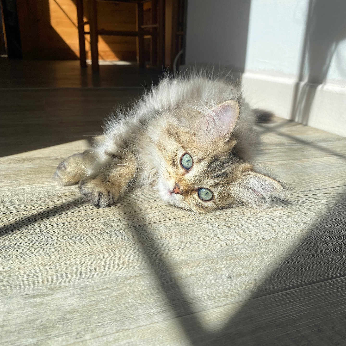 Azur a rejoint le concours — aidez-le/la à gagner de superbes lots ! kitten, cat, fluffy, green_eyes, sunlight, shadow, wooden_floor, indoor, relaxing, pet, animal, cute, feline, young_cat, cozy, daylight, domestic_cat, resting, soft_fur, natural_light