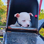 Ghostrider Schenning joined the competition — help win amazing prizes! puppy, dog, white_dog, mailbox, rust, outdoor, pet, animal, cute, young_dog, collar, nature, greenery, daylight, small_dog, closeup, resting, curious, fence, background_blur