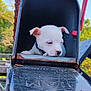 puppy, dog, white_dog, mailbox, rust, outdoor, pet, animal, cute, young_dog, collar, nature, greenery, daylight, small_dog, closeup, resting, curious, fence, background_blur