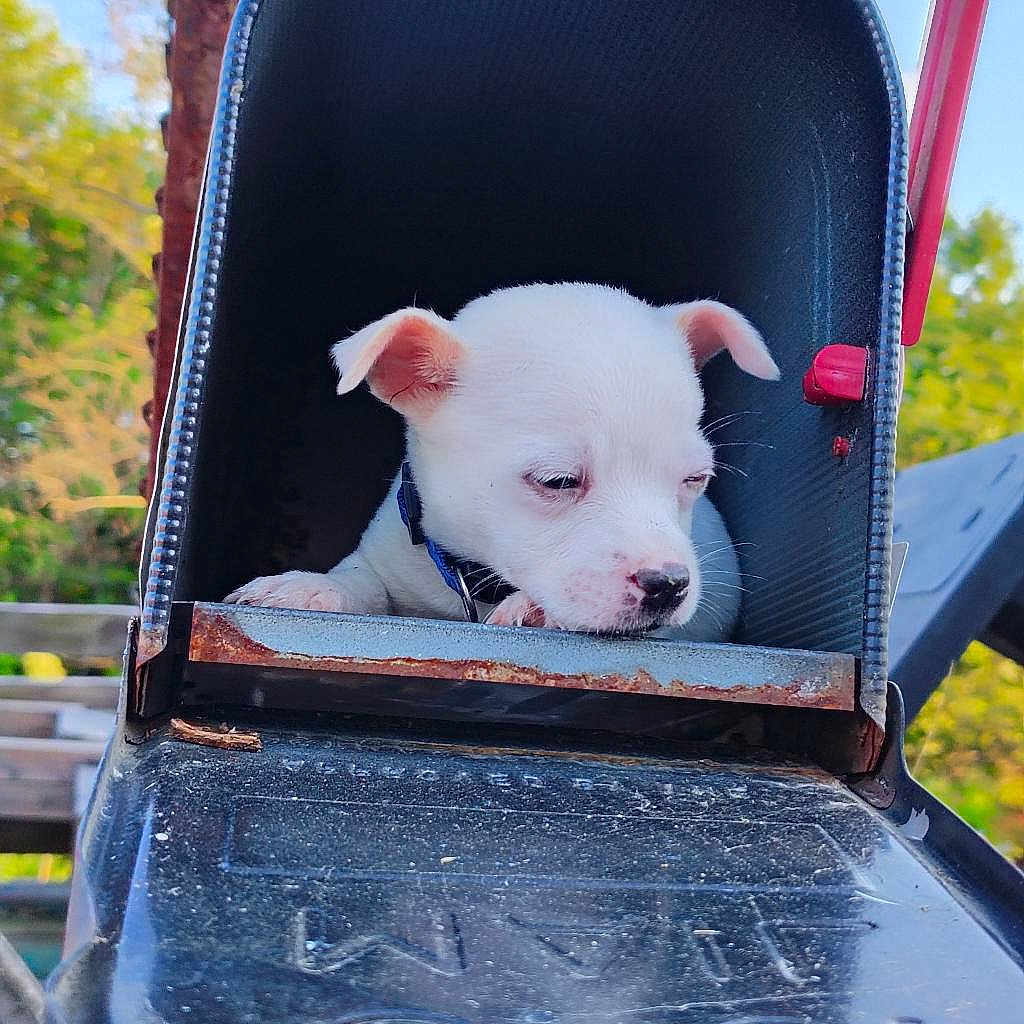 Ghostrider Schenning joined the competition — help win amazing prizes! puppy, dog, white_dog, mailbox, rust, outdoor, pet, animal, cute, young_dog, collar, nature, greenery, daylight, small_dog, closeup, resting, curious, fence, background_blur