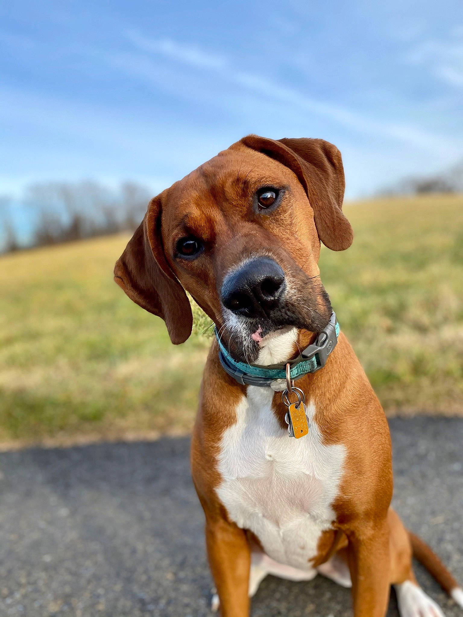 Benelli joined the competition — help win amazing prizes! canidae, carnivore, cloud, collar, companion_dog, dog, dog_breed, dog_collar, dog_supply, fawn, gun_dog, hound, leash, liver, pet_supply, sky, snout, sporting_group, whiskers, working_animal
