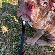 Goon participe au concours pour gagner de l'argent avec cette photo : adorable, animal, blue_eyes, canine, close_up, cute, daylight, dog, ears, fur, grass, leash, looking_up, nature, outdoor, pet, puppy, sitting, snout, young_dog