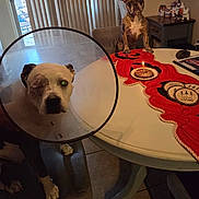 Daisy joined the competition — help win amazing prizes! dog, cone, birthday_candle, table, chair, indoor, pet, celebration, decor, runner, tile_floor, window, curtains, food, plate, furniture, light, brown_dog, white_dog, small_cake