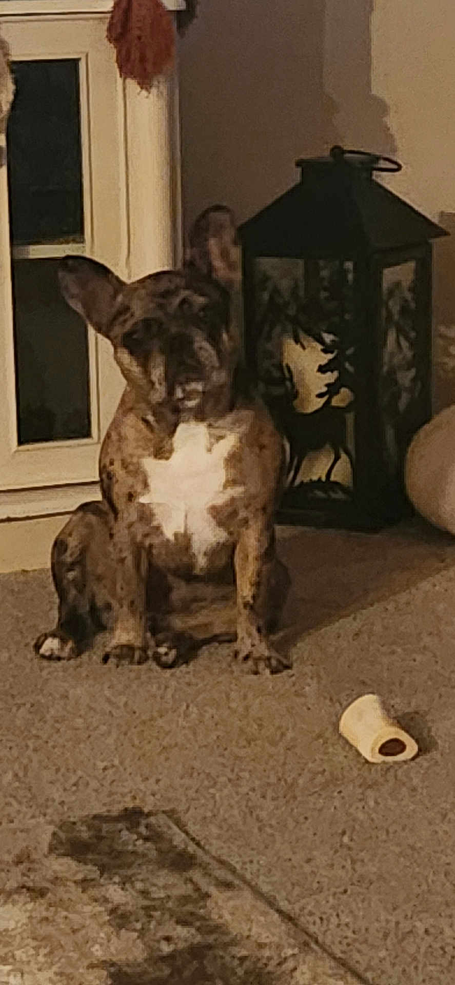 Hazel