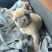 Haven is registered to the contest to win money with this photo: adorable, animal, blanket, companion, cozy, cute, dog, ears, expression, face, french_bulldog, fur, gray, indoors, looking_up, pet, puppy, small, soft, young