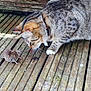 cat, mouse, wooden_deck, tabby_cat, animal_interaction, outdoor, curious, predator, prey, whiskers, paws, fur, nature, close_up, daylight, animal_face, mammal, small_animal, texture, rustic