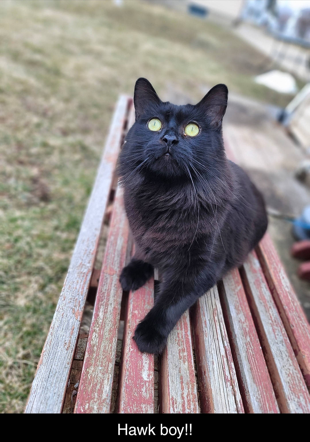 Jasper is registered to the contest to win money with this photo: black_cat, bombay, carnivore, cat, domestic_short_haired_cat, eye, felidae, fur, grass, grey, hardwood, plant, sitting, small_to_medium_sized_cats, snout, tail, terrestrial_animal, whiskers, window, wood