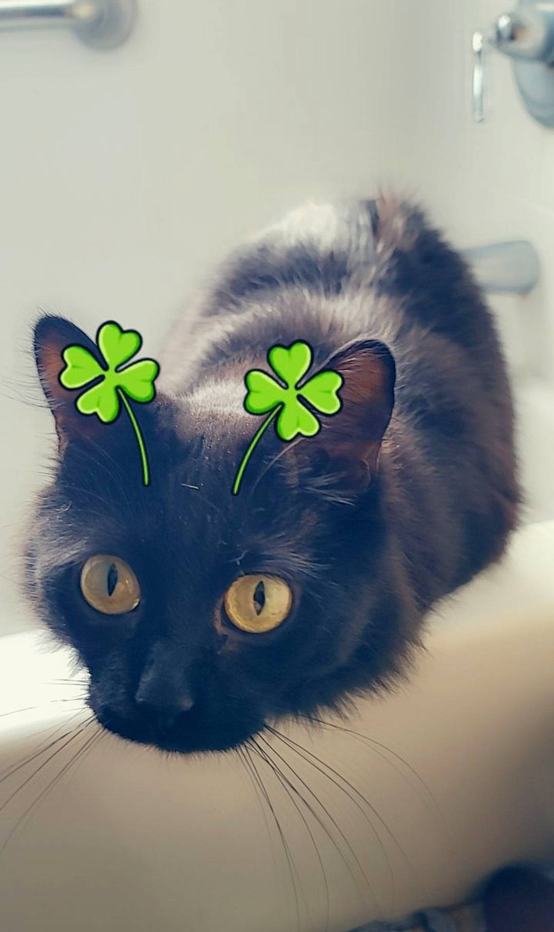 Jasper is registered to the contest to win money with this photo: art, carnivore, cat, costume_accessory, costume_hat, fashion_accessory, felidae, fur, graphics, illustration, moustache, pattern, petal, small_to_medium_sized_cats, snout, tail, visual_arts, whiskers