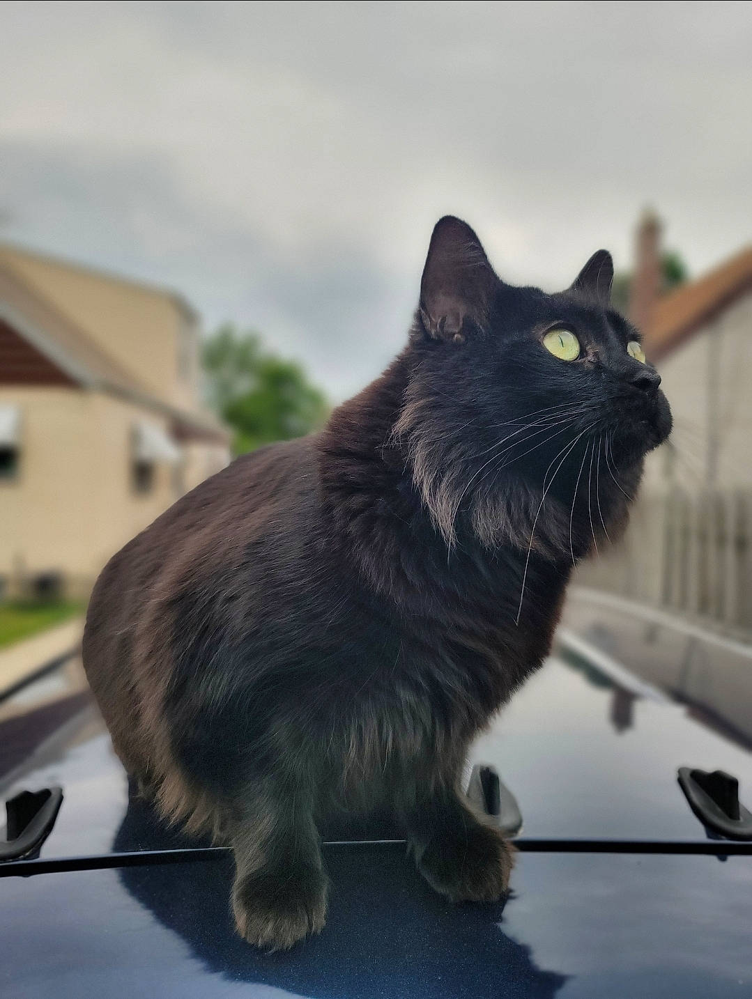 Jasper is registered to the contest to win money with this photo: automotive_tire, black_cat, bombay, carnivore, cat, domestic_short_haired_cat, felidae, fur, grey, plant, road_surface, sitting, sky, small_to_medium_sized_cats, snout, tail, tree, whiskers, window, windshield