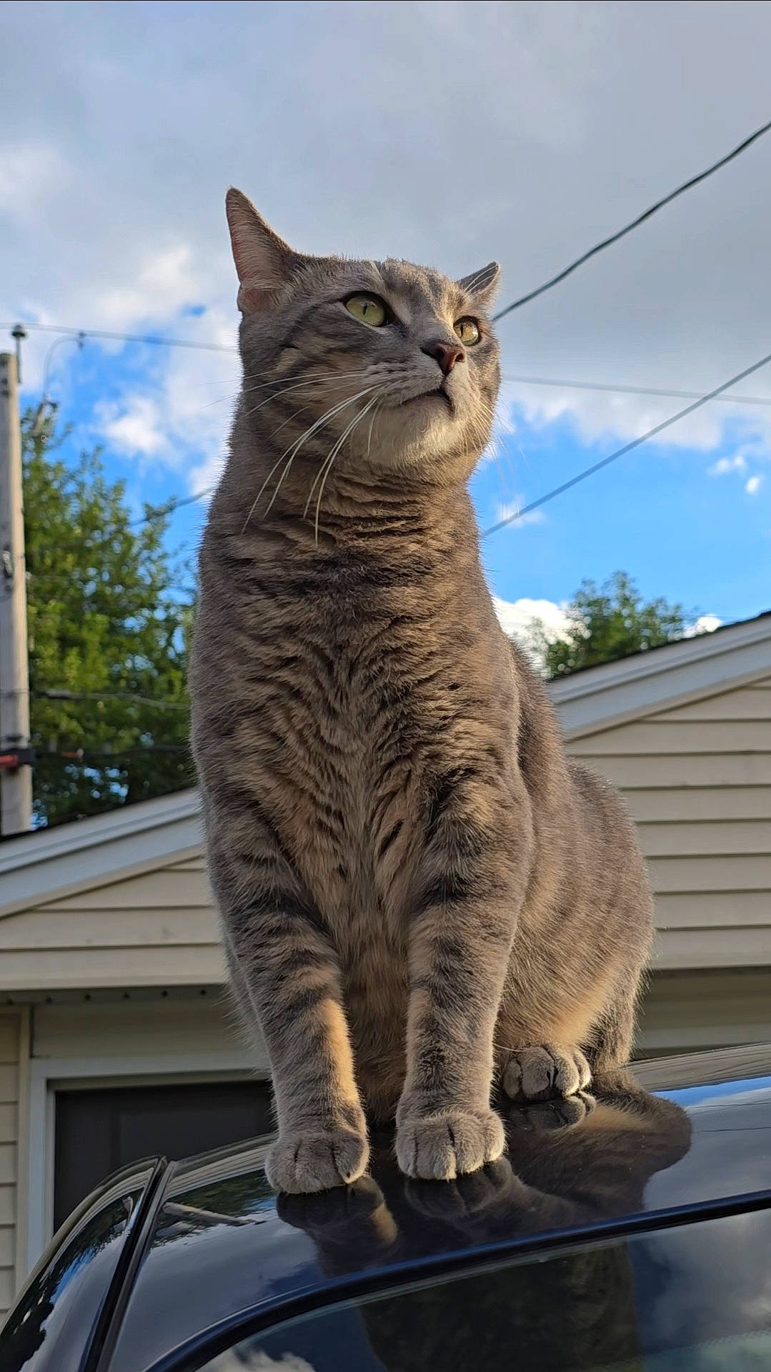 Midas