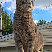 Midas is registered to the contest to win money with this photo: cat, gray_cat, animal, pet, sitting, outdoor, rooftop, car, vehicle, whiskers, green_eyes, fur, tabby, portrait, blue_sky, clouds, trees, house, power_lines, reflection