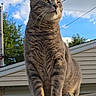 cat, gray_cat, animal, pet, sitting, outdoor, rooftop, car, vehicle, whiskers, green_eyes, fur, tabby, portrait, blue_sky, clouds, trees, house, power_lines, reflection