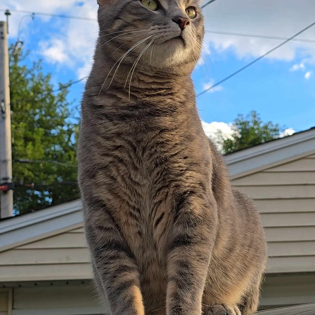 Midas