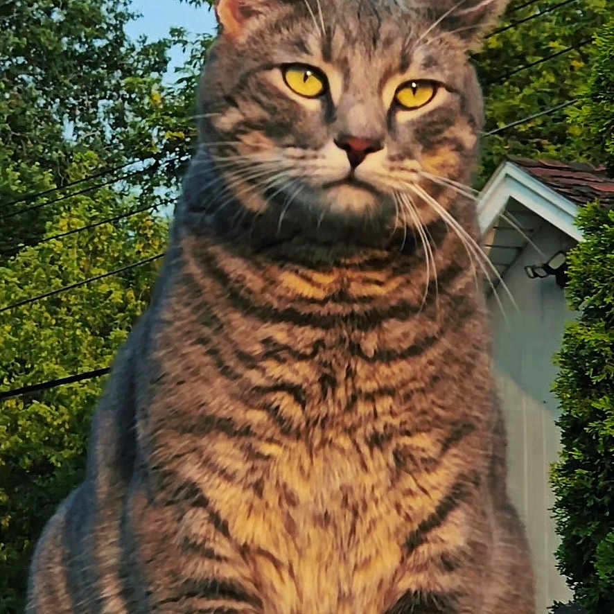Midas