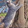 cat, gray_cat, climbing, tree, outdoor, backyard, fence, chain_link_fence, animal, pet, whiskers, tail, paws, fur, standing, stretching, nature, winter, grass, tree_trunk