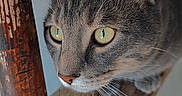 Midas joined the competition — help win amazing prizes! cat, gray_cat, feline, animal, pet, portrait, close_up, face, eyes, green_eyes, whiskers, ears, short_hair, looking_at_camera, curious, indoor, wood, rustic, vertical_photo, photography