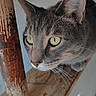 cat, gray_cat, feline, animal, pet, portrait, close_up, face, eyes, green_eyes, whiskers, ears, short_hair, looking_at_camera, curious, indoor, wood, rustic, vertical_photo, photography