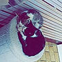 Mickey participe au concours pour gagner de l'argent avec cette photo : cat, kitten, sleeping, cuddling, blanket, wooden_bench, floor, tile_floor, black_and_white_cat, tabby_cat, pet, animal, cute, fur, whiskers, resting, indoors, cozy, friendship, nap