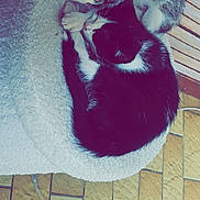 Mickey a rejoint le concours — aidez-le/la à gagner de superbes lots ! cat, kitten, animal, pets, snuggling, cozy, blanket, resting, sleeping, fur, cute, indoor, wooden_floor, tile_floor, domestic_cat, two_cats, companionship, whiskers, close_up, curious