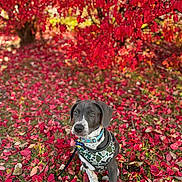 Maverick joined the competition — help win amazing prizes! dog, puppy, autumn, fall_leaves, red_leaves, outdoor, grass, tree, nature, canine, pet, young_dog, harness, leash, colorful, seasonal, portrait, sitting, vibrant, cute