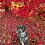 dog, puppy, autumn, fall_leaves, red_leaves, outdoor, grass, tree, nature, canine, pet, young_dog, harness, leash, colorful, seasonal, portrait, sitting, vibrant, cute