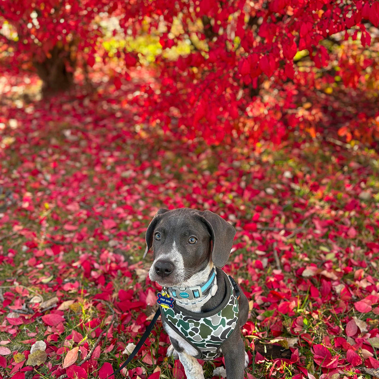 Maverick joined the competition — help win amazing prizes! autumn, canine, colorful, cute, dog, fall_leaves, grass, harness, leash, nature, outdoor, pet, portrait, puppy, red_leaves, seasonal, sitting, tree, vibrant, young_dog