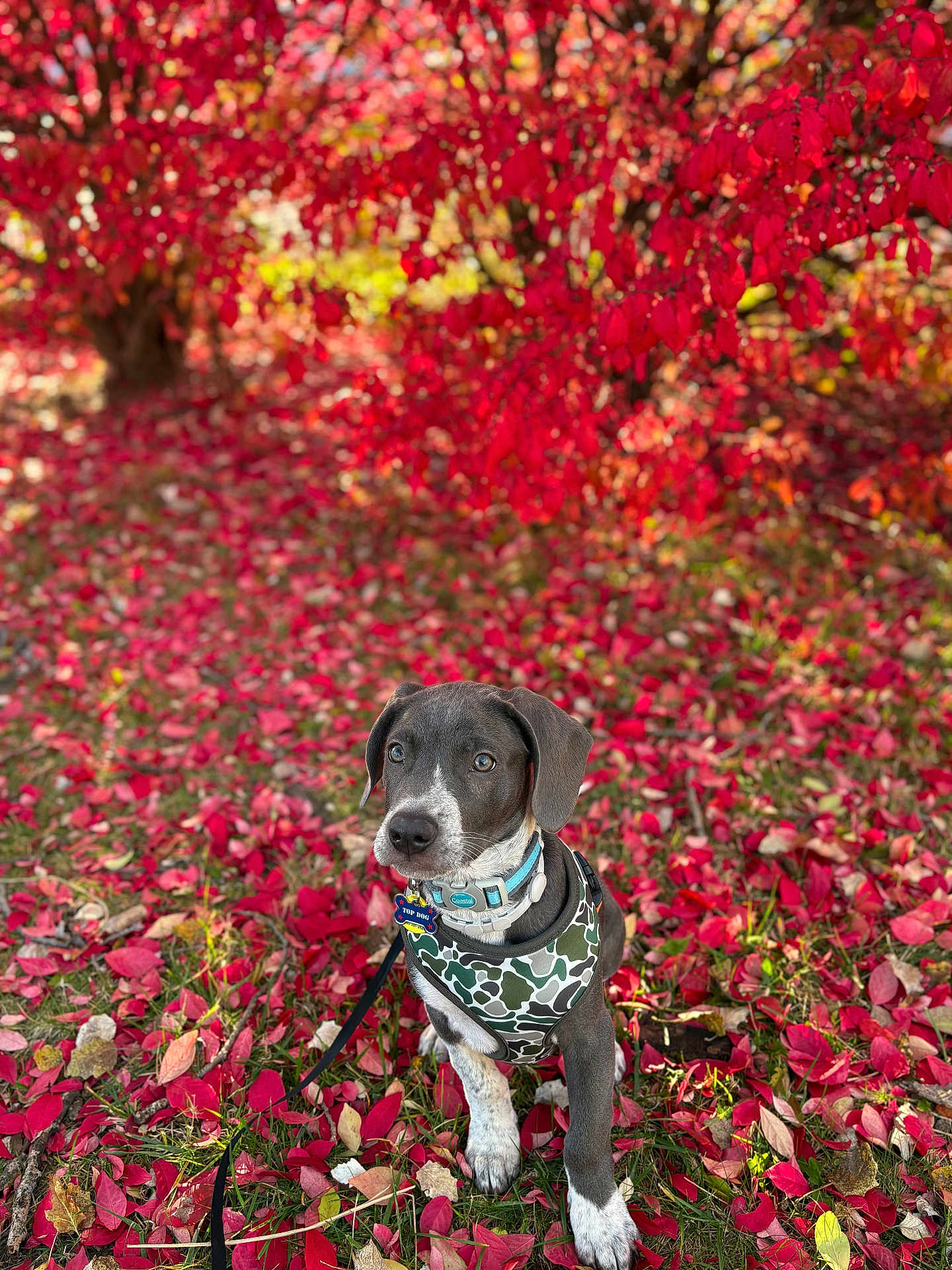 Maverick joined the competition — help win amazing prizes! dog, puppy, autumn, fall_leaves, red_leaves, outdoor, grass, tree, nature, canine, pet, young_dog, harness, leash, colorful, seasonal, portrait, sitting, vibrant, cute