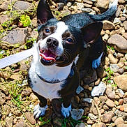 Blade Garrett joined the competition — help win amazing prizes! dog, black_and_white, tongue_out, happy, leash, outdoor, rocks, grass, sunlight, pet, animal, small_dog, sitting, nature, close_up, cute, alert, ears_up, daylight, playful