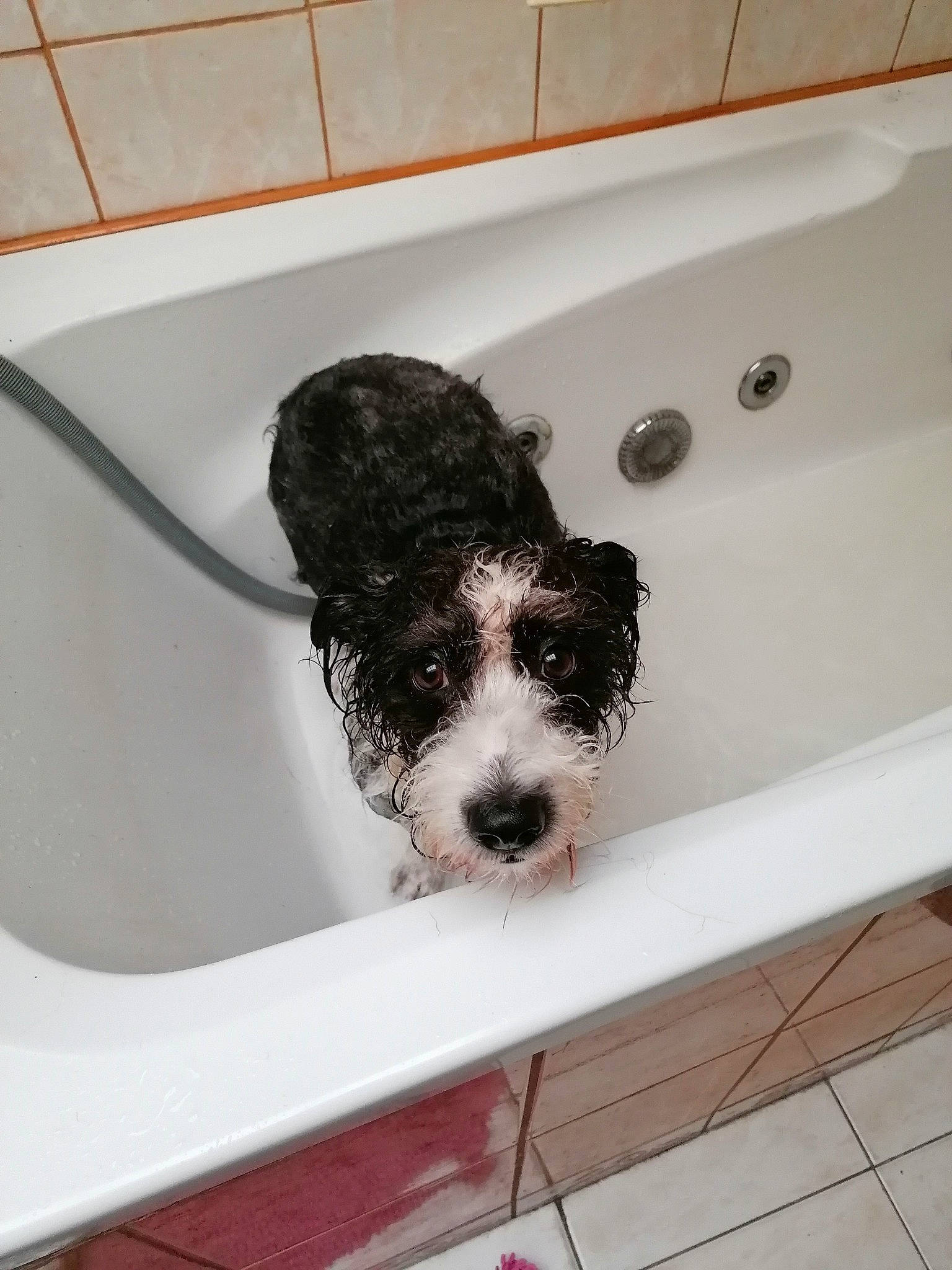 Courage a rejoint le concours — aidez-le/la à gagner de superbes lots ! bathing, bathroom, bathtub, canidae, carnivore, companion_dog, dog, dog_breed, fluid, fur, plumbing, plumbing_fixture, snout, sporting_group, tap, terrier, tile, toy_dog, water_dog, working_animal