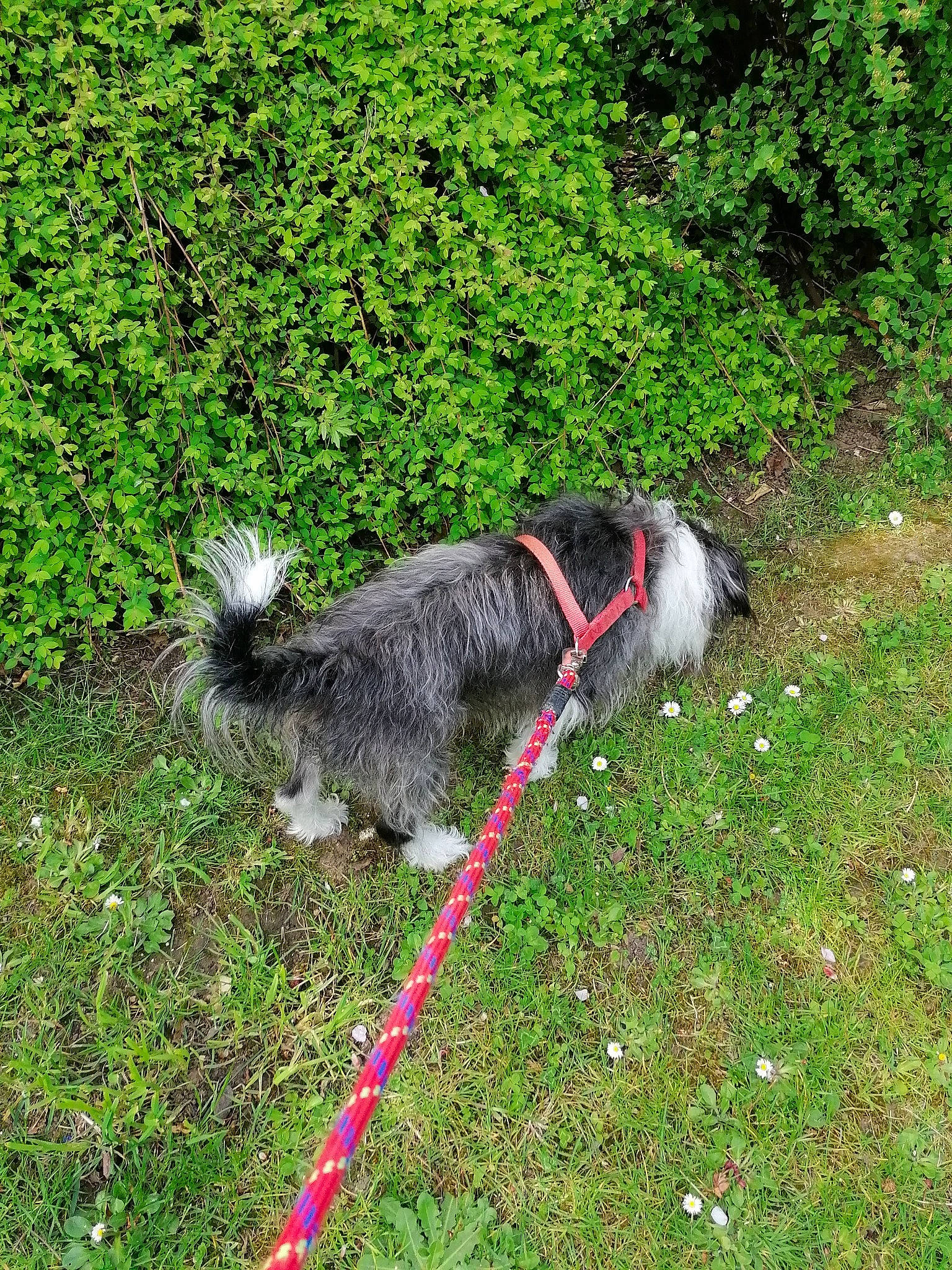 Courage a rejoint le concours — aidez-le/la à gagner de superbes lots ! canidae, carnivore, collar, companion_dog, dog, dog_breed, dog_collar, dog_supply, grass, groundcover, leash, pet_supply, plant, schnauzer, sporting_group, tail, terrier, working_animal, working_dog