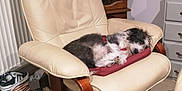 Courage a rejoint le concours — aidez-le/la à gagner de superbes lots ! armrest, cabinetry, carnivore, chair, chest, chest_of_drawers, comfort, companion_dog, drawer, dresser, floor, flooring, furniture, hardwood, interior_design, living_room, picture_frame, recliner, room, television