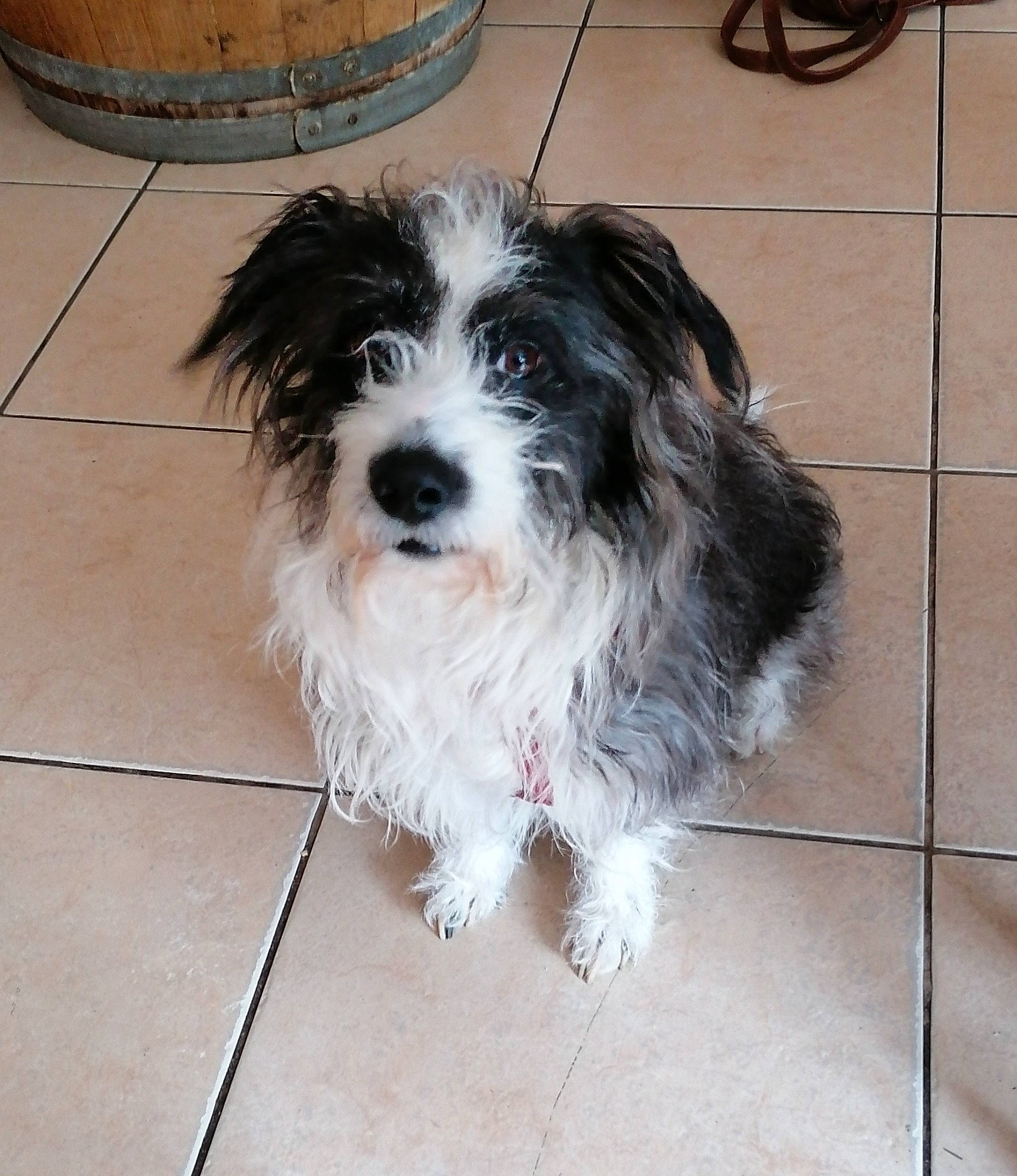 Courage a rejoint le concours — aidez-le/la à gagner de superbes lots ! barrel, canidae, carnivore, companion_dog, dog, dog_breed, flooring, flowerpot, fur, maltepoo, shih_poo, small_terrier, snout, sporting_group, terrier, tile_flooring, toy_dog, water_dog, working_animal, working_dog