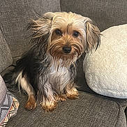 Mytcy joined the competition — help win amazing prizes! dog, small_dog, wet_fur, couch, gray_couch, plush_cushion, indoor, pet, animal, fur, sitting, looking_at_camera, cozy, domestic, cute, companion, relaxed, furniture, home, curious